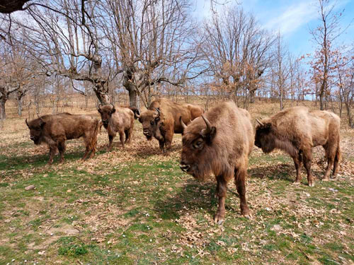transhumant a atapuerca paleolitico vivo bisonts