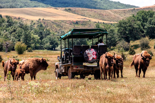 transhumant a atapuerca paleolitico vivo