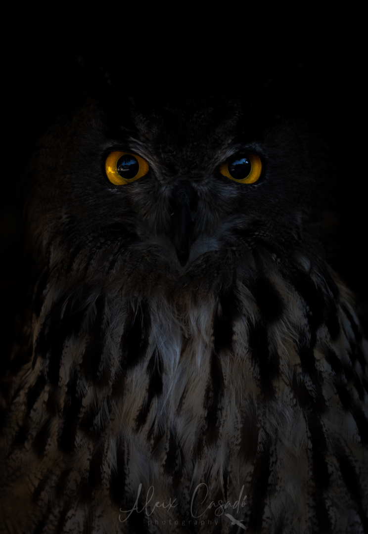 Taller d’iniciació a la fotografia de naturalesa amb Aleix Cassadó.